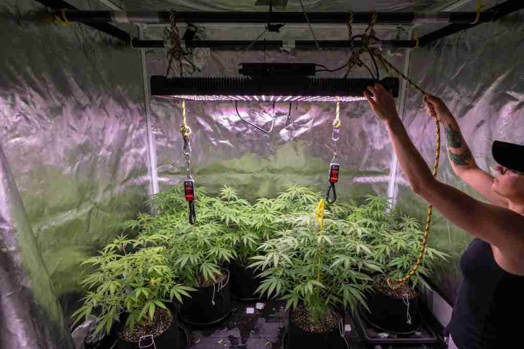 Grower hanging an LED grow light from tent crossbars with rope ratchets over cannabis plants