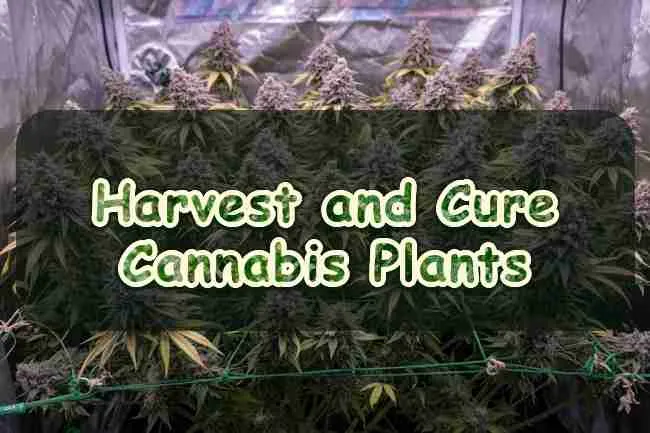 Harvest and Cure Cannabis Plants