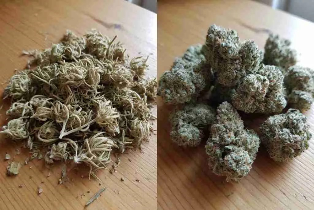 Hay-colored overdried cannabis buds next to sticky well-cured frosty nugs on a table