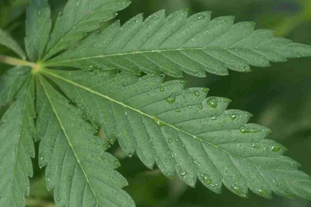 Healthy medium-green cannabis fan leaf with clear veins