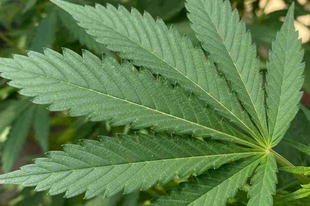 Close-up of a healthy green cannabis fan leaf showing chlorophyll from adequate magnesium