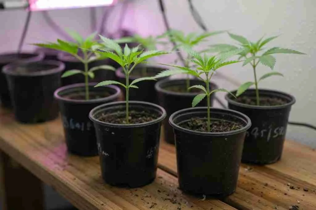 Healthy young cannabis seedlings in small black pots under a grow light