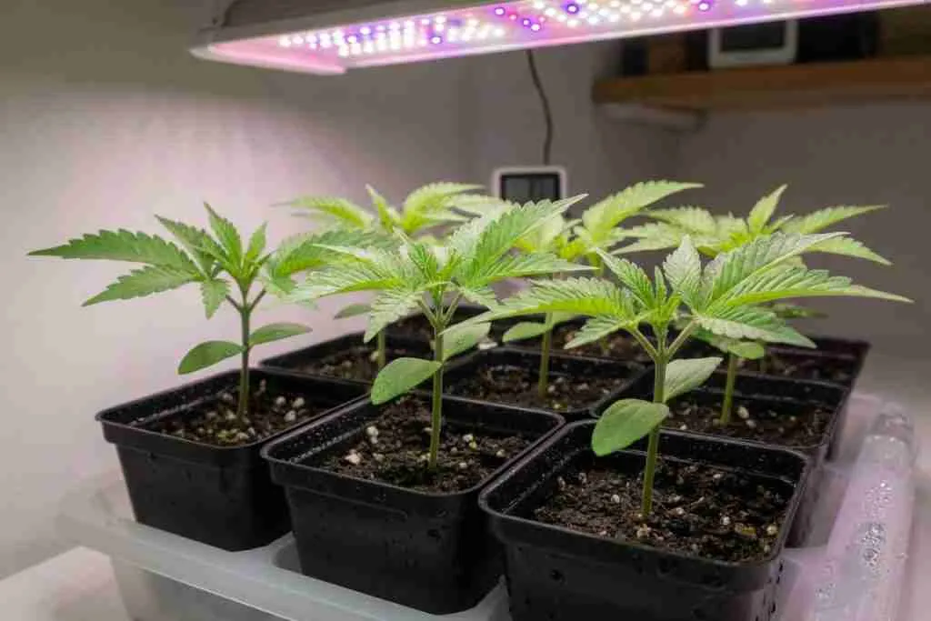 Healthy cannabis seedlings in small black pots under an LED grow light