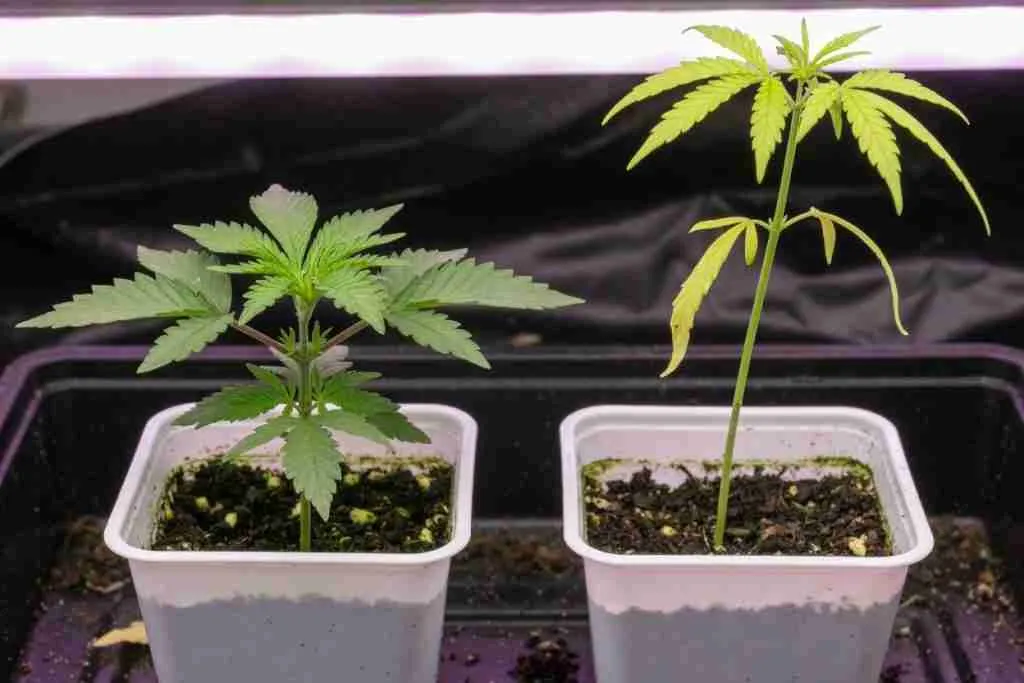 Compact healthy cannabis seedling beside a tall stretched seedling in matching cups