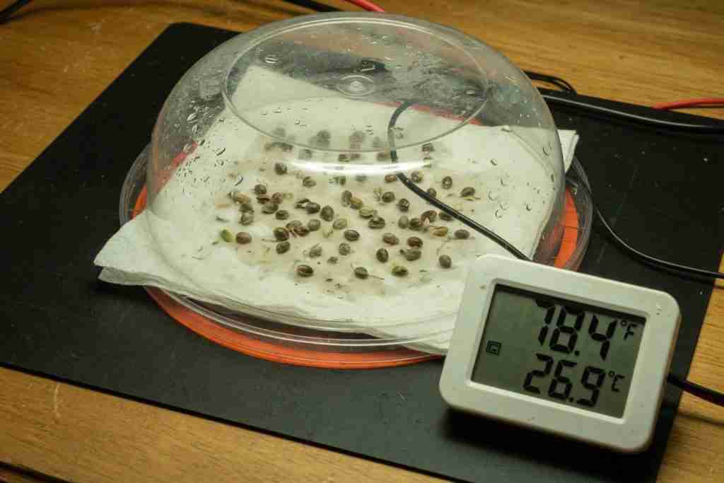 Heat mat under a covered plate of germinating cannabis seeds