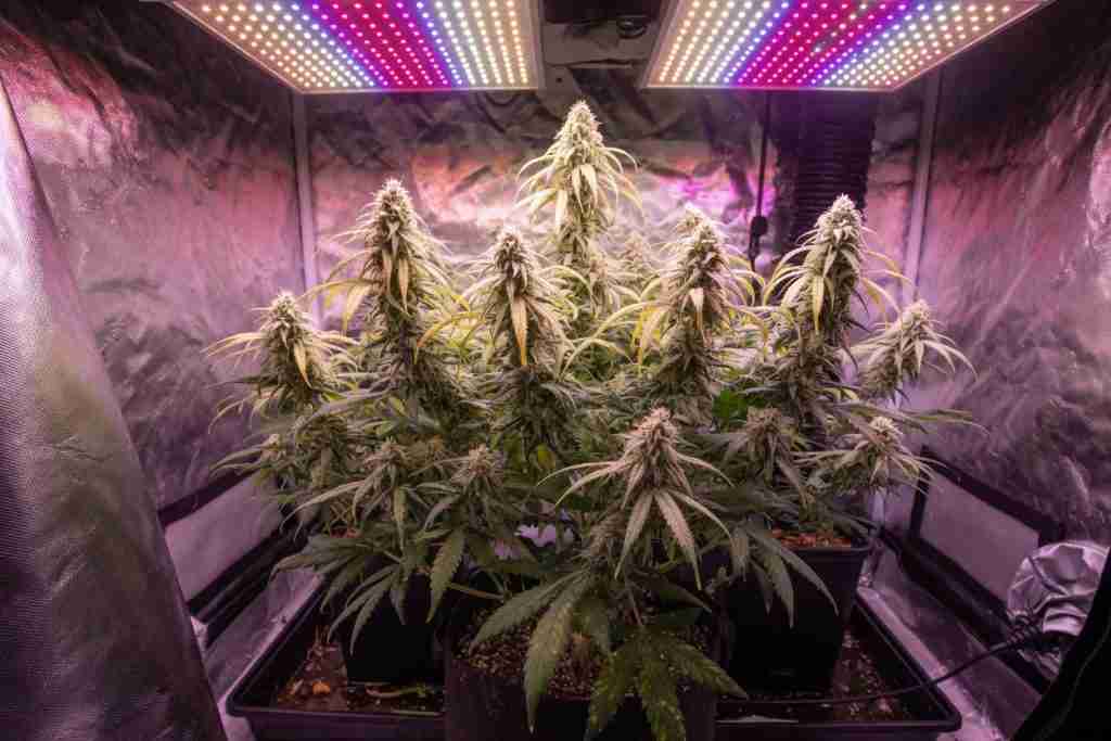 Indoor cannabis plant with taco-folded leaves from heat under LED lights