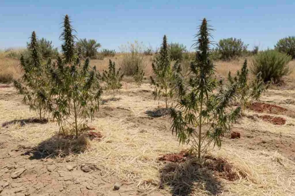 Outdoor cannabis plants in a hot dry garden with straw mulch