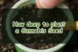 How deep to plant a Cannabis Seed