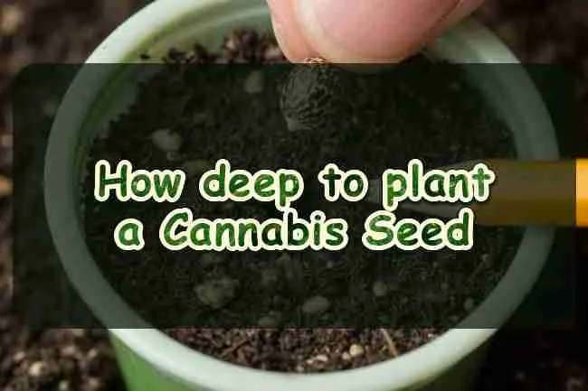 How deep to plant a Cannabis Seed