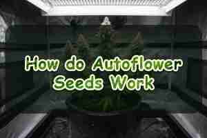 How do Autoflower Seeds Work