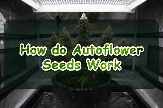 How do Autoflower Seeds Work
