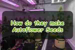 How do they make Autoflower Seeds