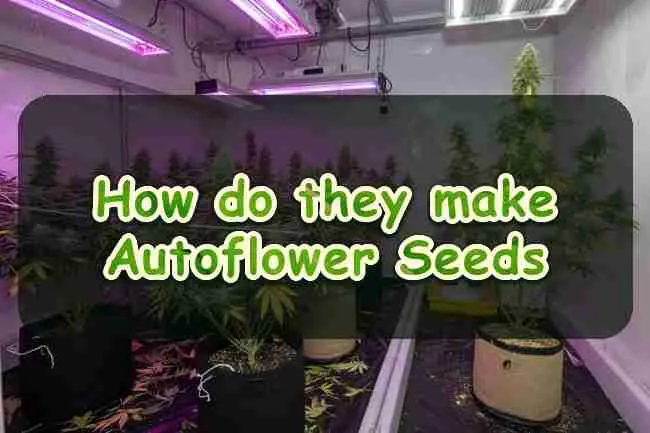 How do they make Autoflower Seeds