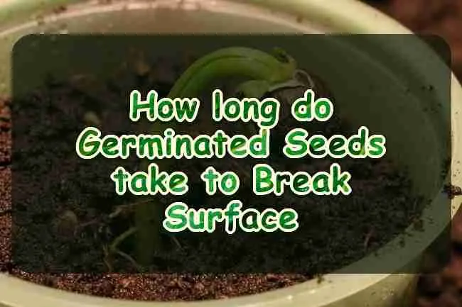 How long do Germinated Seeds take to Break Surface