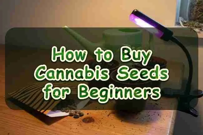 How to Buy Cannabis Seeds for Beginners