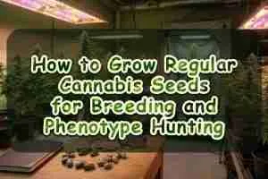 How to Grow Regular Cannabis Seeds for Breeding and Phenotype Hunting