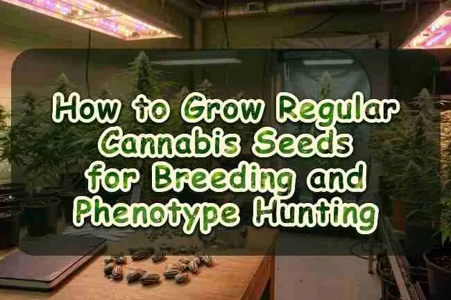 How to Grow Regular Cannabis Seeds for Breeding and Phenotype Hunting