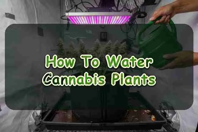 How To Water Cannabis Plants