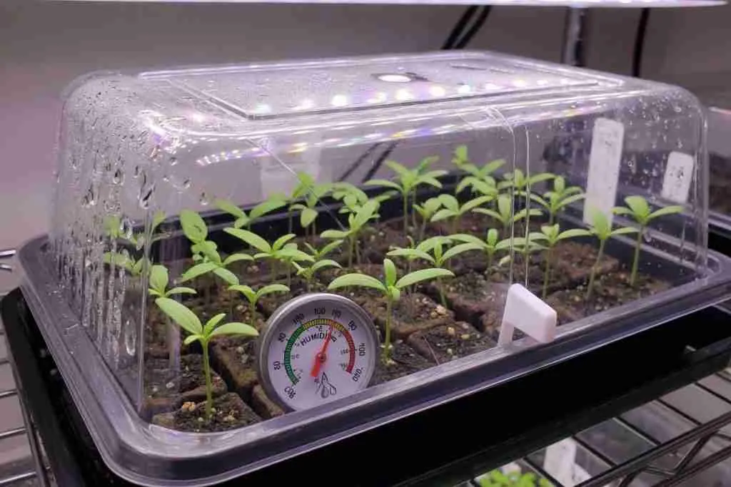 Humidity dome over young cannabis seedlings in a propagation tray