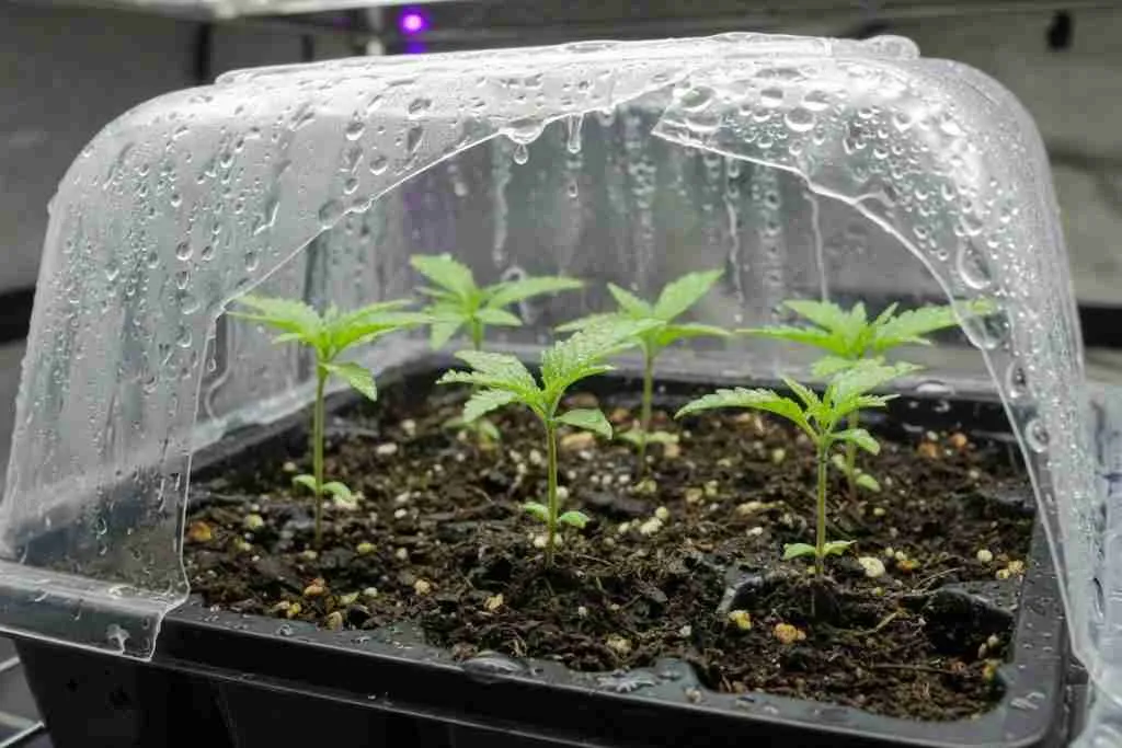 Humidity dome cracked open over cannabis seedlings