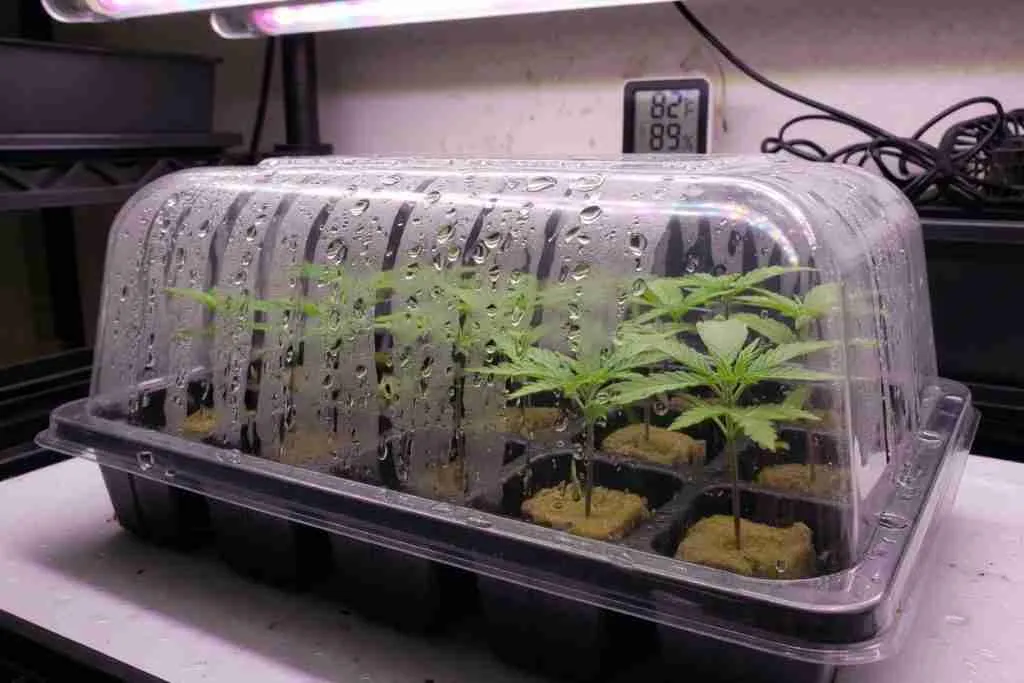 Clear humidity dome over cannabis seedlings in a tray