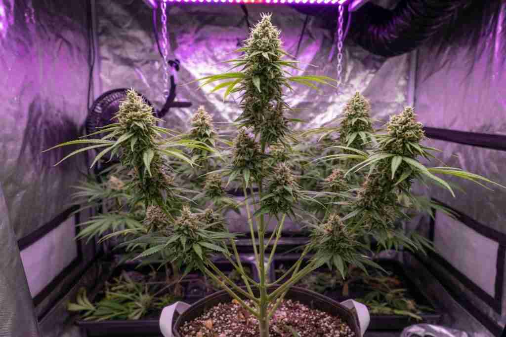 Medium cannabis plant with mixed leaflet shapes in a grow tent