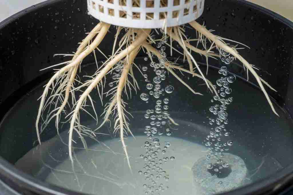 White cannabis roots hanging from a net pot into a DWC bucket with an airstone bubbling