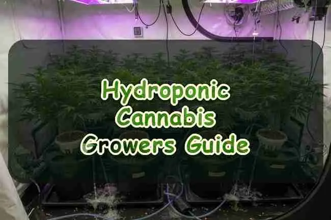 Hydroponic Cannabis Growers Guide