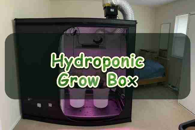 Starting a Hydroponic Grow Box for Cannabis