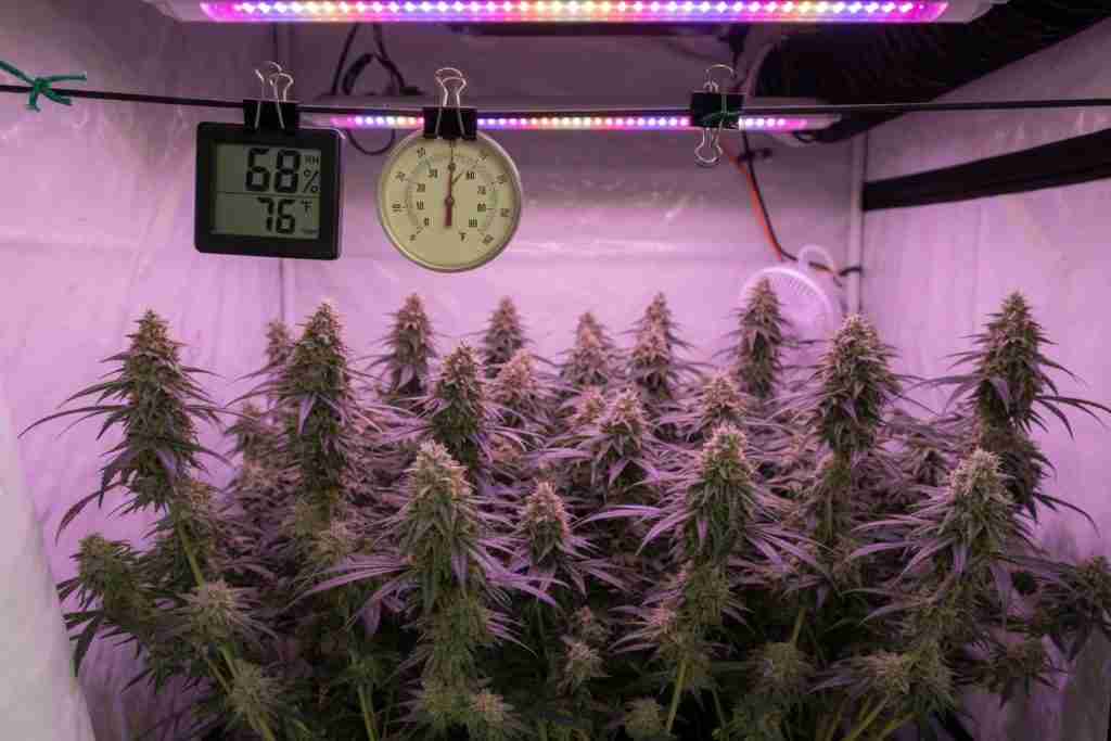 Hygrometer and thermometer clipped at canopy height above flowering cannabis in a tent