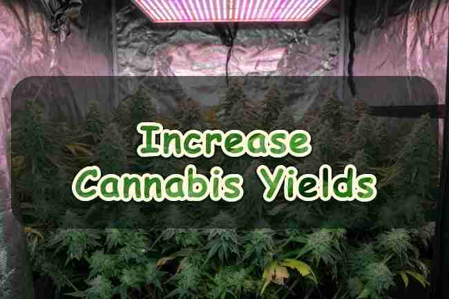 Increase Cannabis Yields