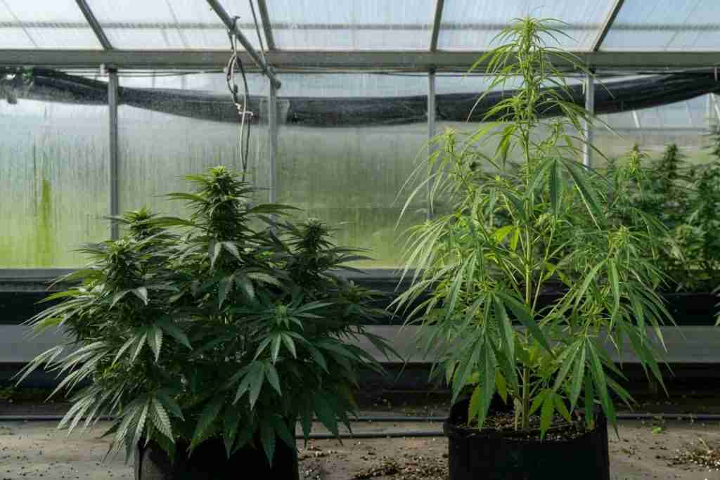 Short bushy cannabis plant beside a taller narrower cannabis plant