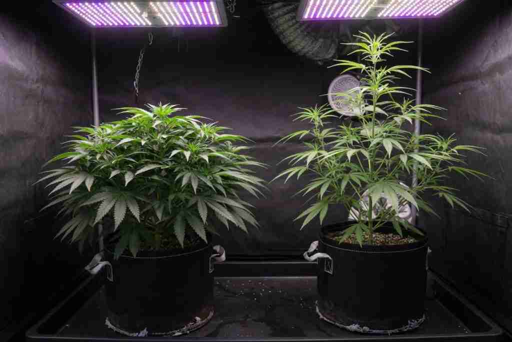 Bushy indica-leaning cannabis plant beside a taller sativa-leaning plant in a tent