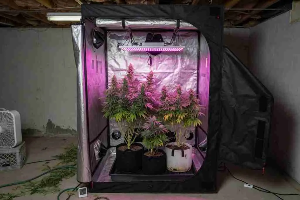 Indoor cannabis grow tent open in a basement with plants in fabric pots under LED light
