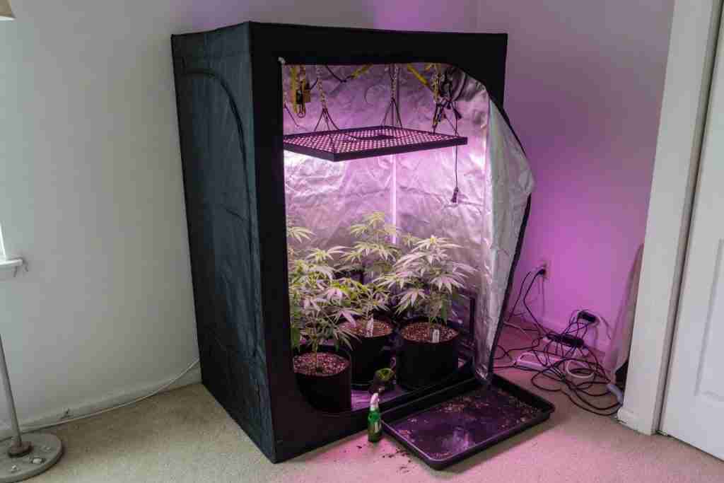 Black indoor grow tent in a spare room with vegetative cannabis plants under an LED