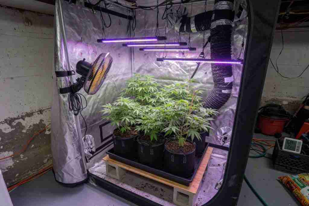 Four vegetative cannabis plants in fabric pots inside a basement grow tent