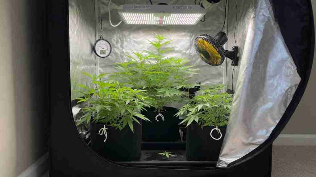 Home grow tent with vegetative cannabis under an LED