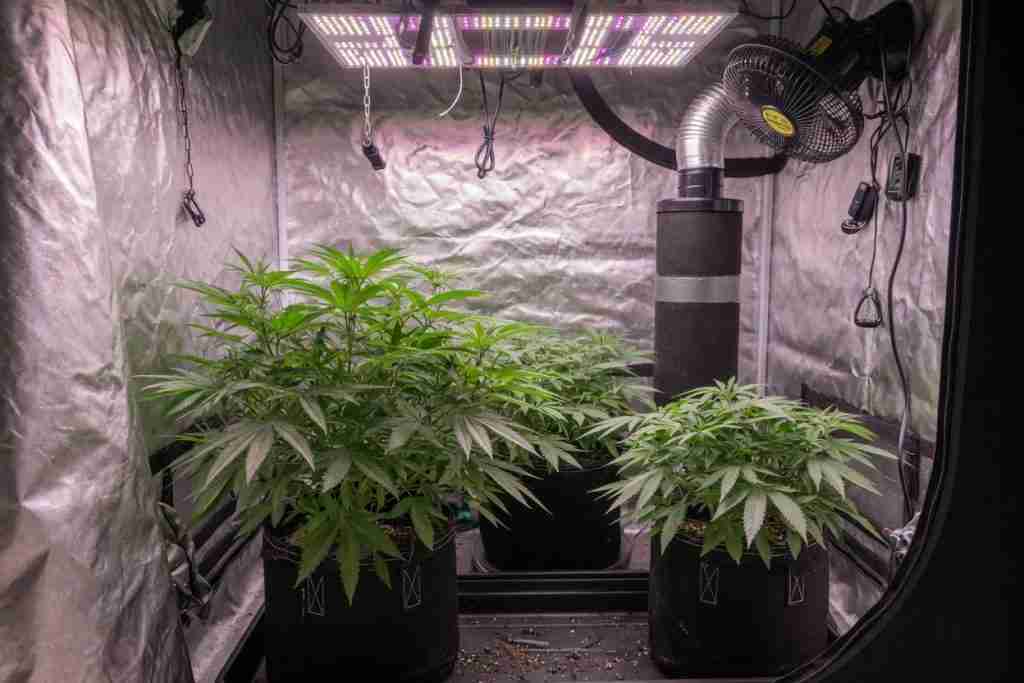 Vegetative photoperiod cannabis plants in a home grow tent