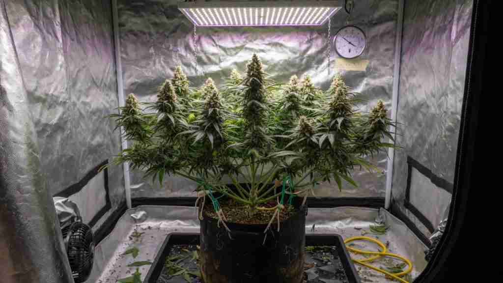 Compact bushy cannabis plant trained wide in a fabric pot under LED in a grow tent