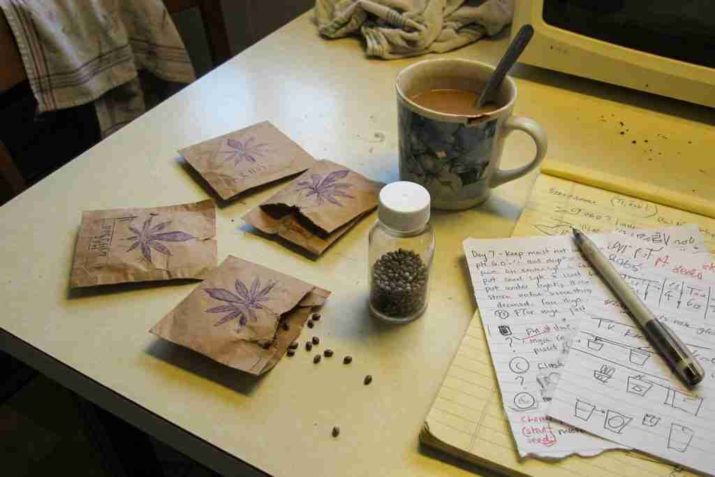 Inexpensive cannabis seed packets and a vial of seeds on a kitchen table