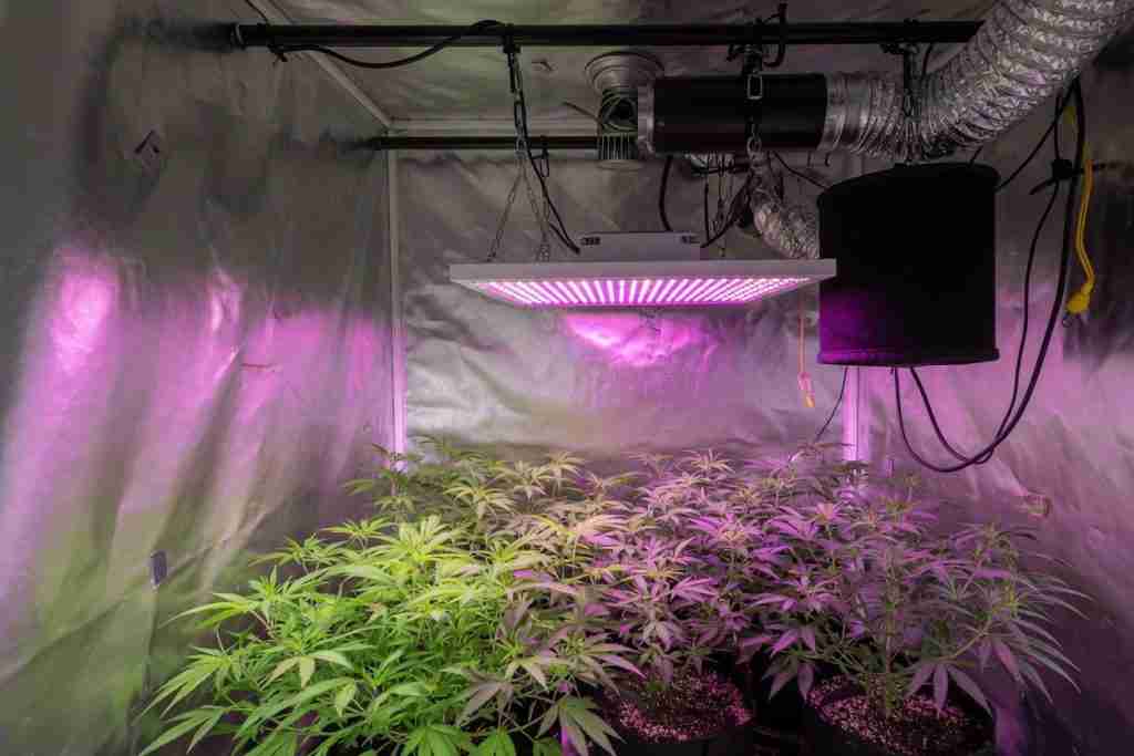 Inline exhaust fan and carbon filter hanging above cannabis plants in a grow tent