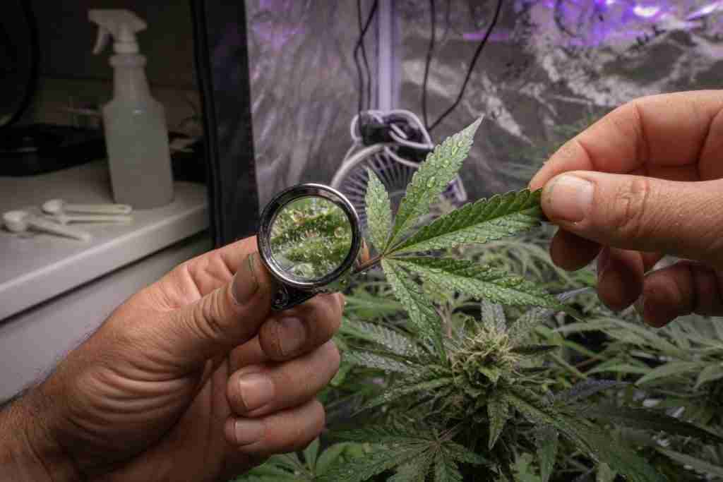 Grower inspecting a cannabis leaf with a jeweler loupe after a foliar mist