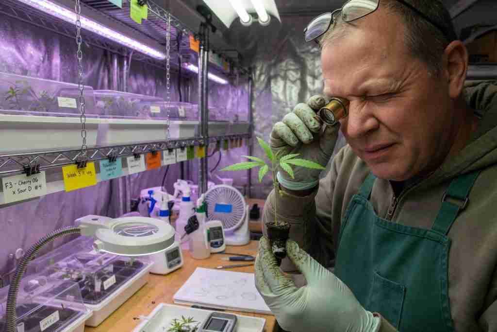 Grower inspecting a cannabis seedling with a jeweler loupe in a breeding room