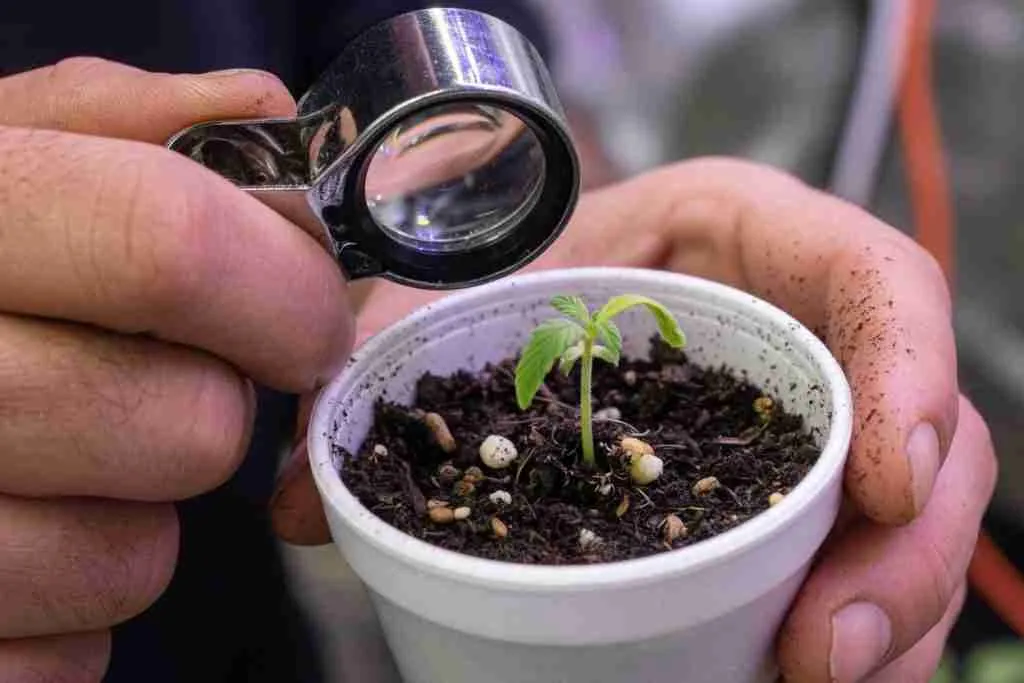 Grower inspecting a tiny cannabis sprout breaking the soil with a loupe