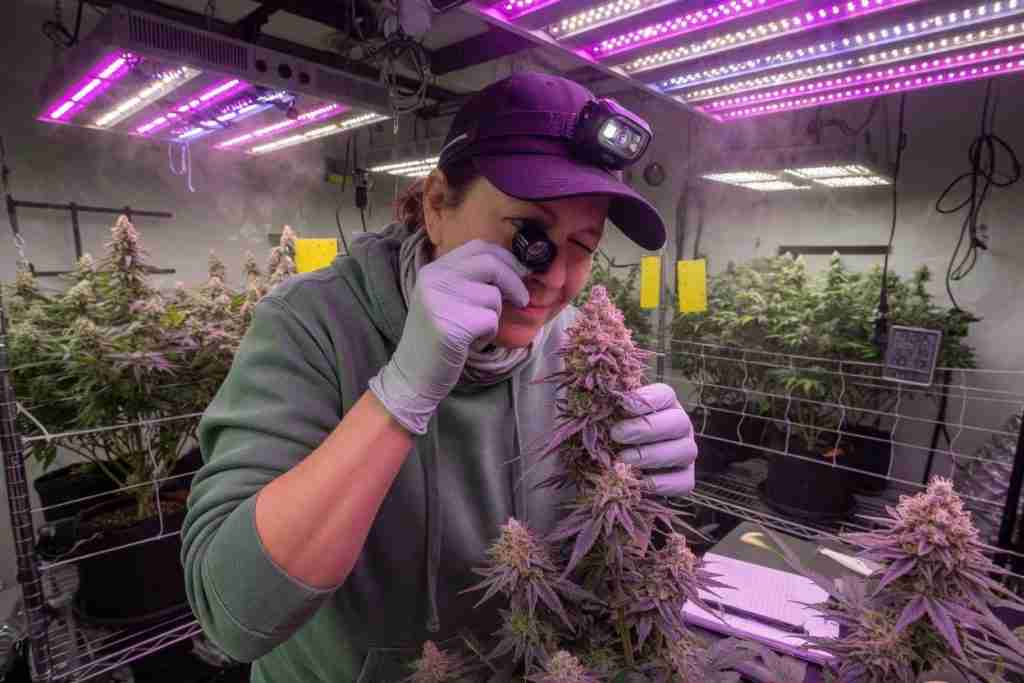 Grower inspecting flowering cannabis buds with a loupe instead of spraying oil on colas