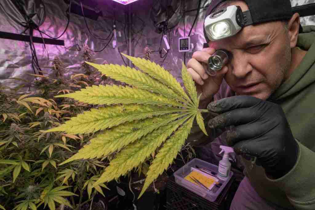 Grower inspecting the underside of a yellowing cannabis leaf with a jeweler loupe