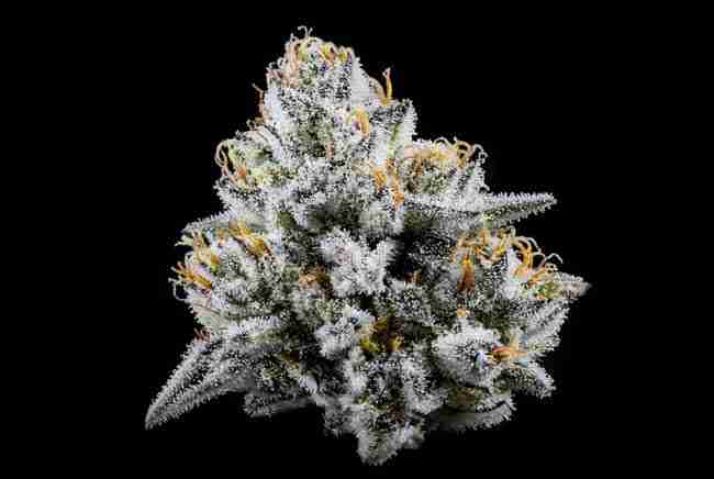 Citrus-leaning bud beside a lemon wedge