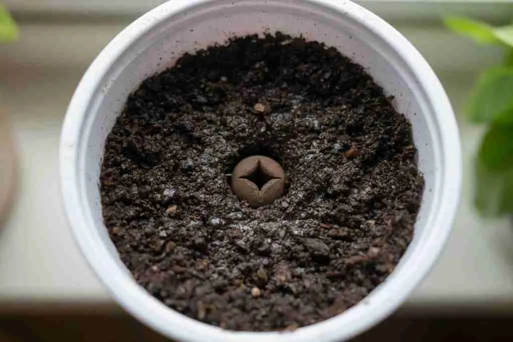 Grower planting a germinated cannabis seed taproot-down into moist soil