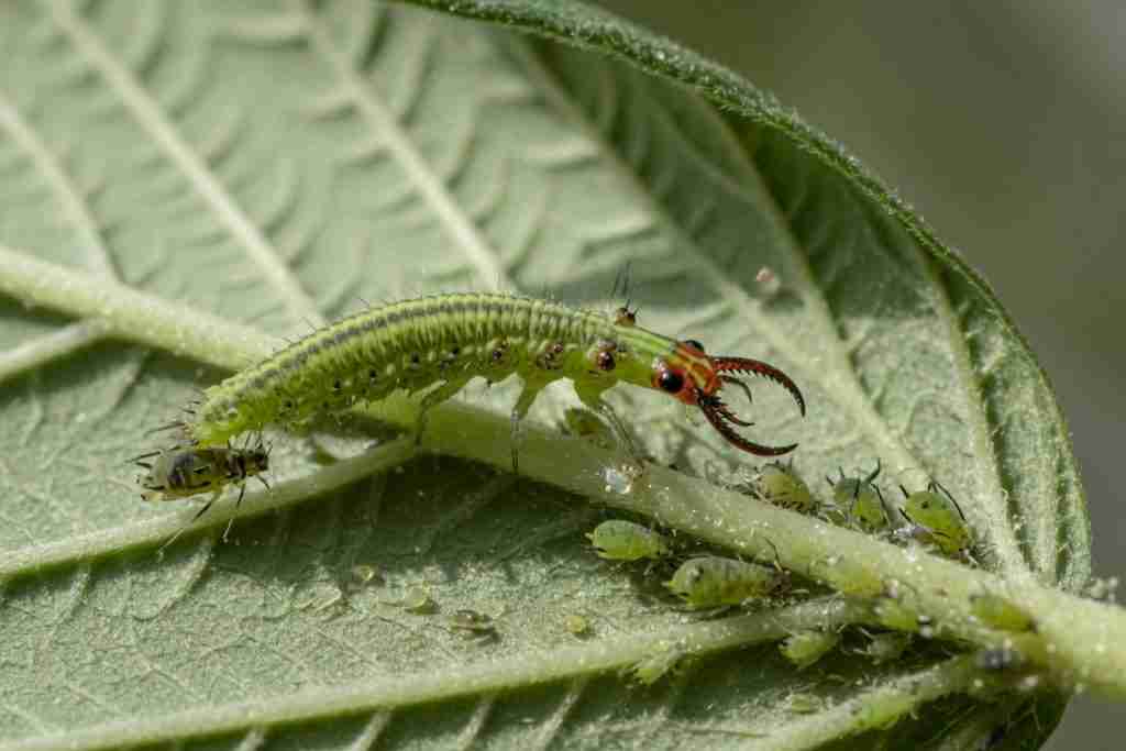 Green lacewing larva hunting aphids on a leaf