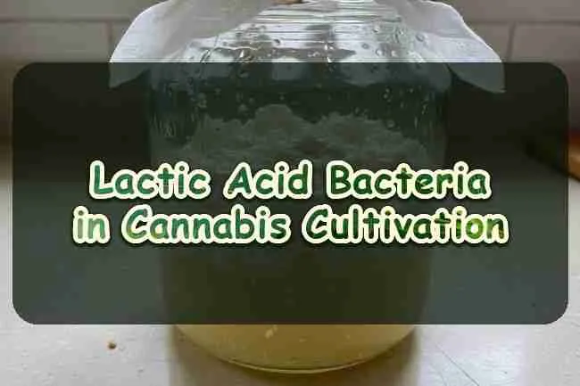 Lactic Acid Bacteria: The Unsung Heroes in Cannabis Cultivation